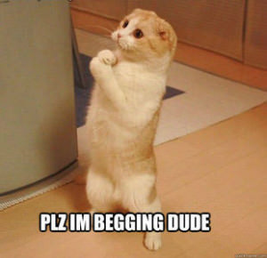 cat begging